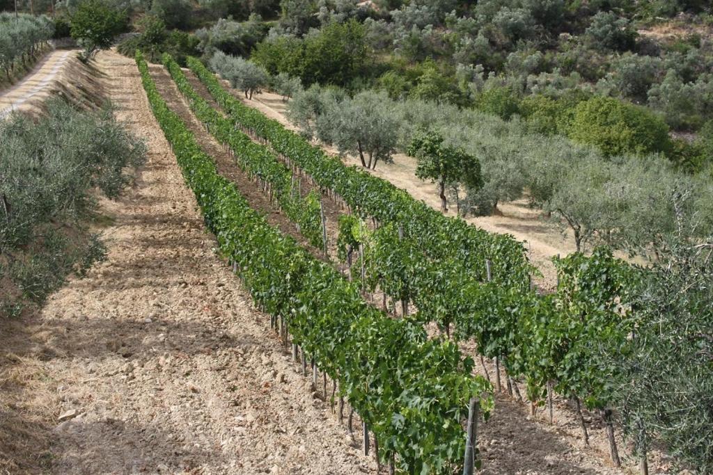 Agriturismo Podere Somigli Di Lorenzo Correani Hotel Greve in Chianti Luaran gambar