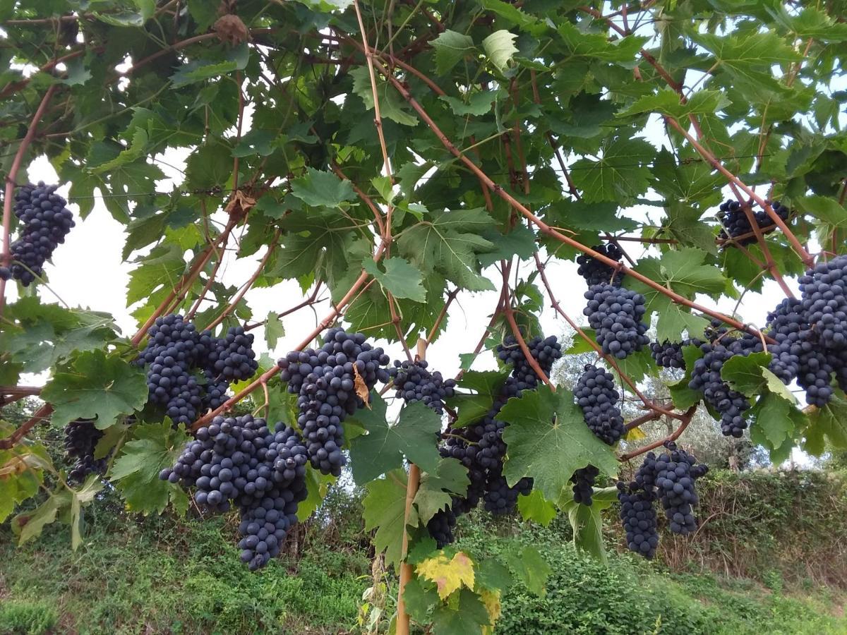 Agriturismo Podere Somigli Di Lorenzo Correani Hotel Greve in Chianti Luaran gambar